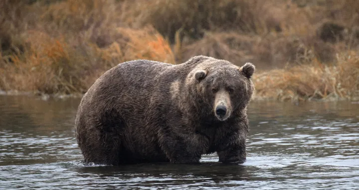 Najstariji Trumpov sin smije loviti grizlija na Aljasci