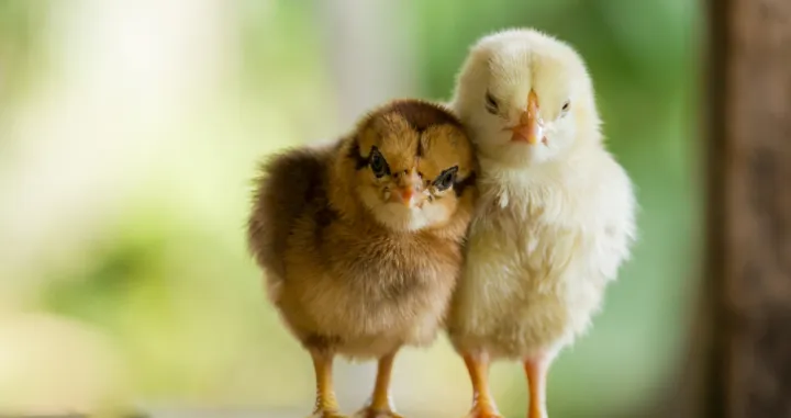 Nakon toalet papira ovaj je proizvod u SAD sada najtraženiji!