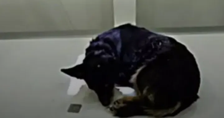 (UZNEMIRUJUĆE) Monstruozan čin: 12-godi&scaron;njak letvom je psu zario ekser u mozak, stanje se pogor&scaron;ava