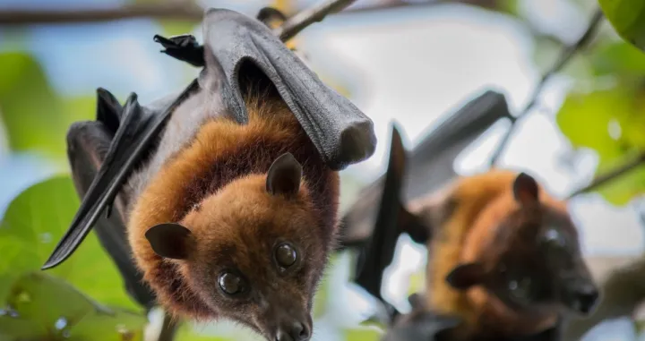 Stručnjaci upozoravaju: Raste broj bolesti koje sa životinja prelaze na čovjeka