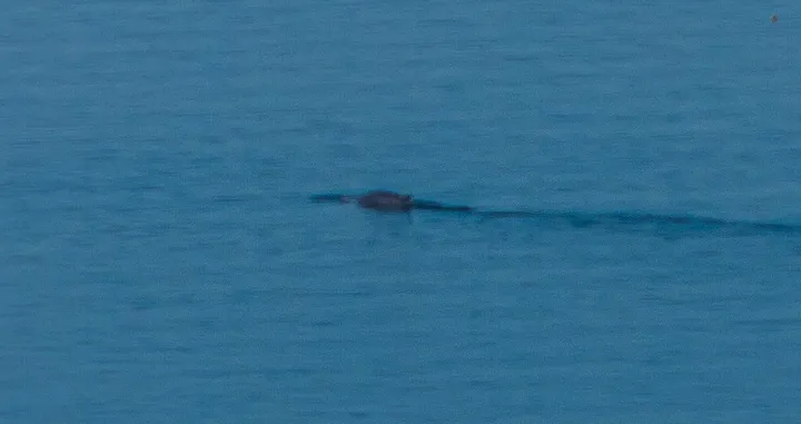 (VIDEO) Snimljen kit u blizini jedne od omiljenih plaža na Jadranu