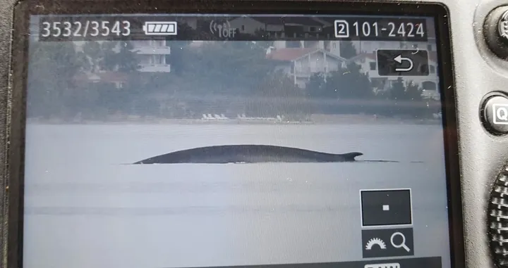 Zavr&scaron;ena potraga: U Hrvatskoj konačno snimljen kit duži od 15 metara