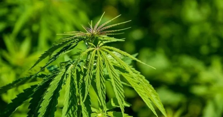 U ovom bh. gradu policija prona&scaron;la 22 stabljike indijske konoplje