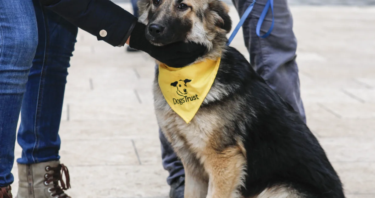 Dogs Trust u BiH već 8 godina pruža vrijednu i značajnu podr&scaron;ku / Ilustracija