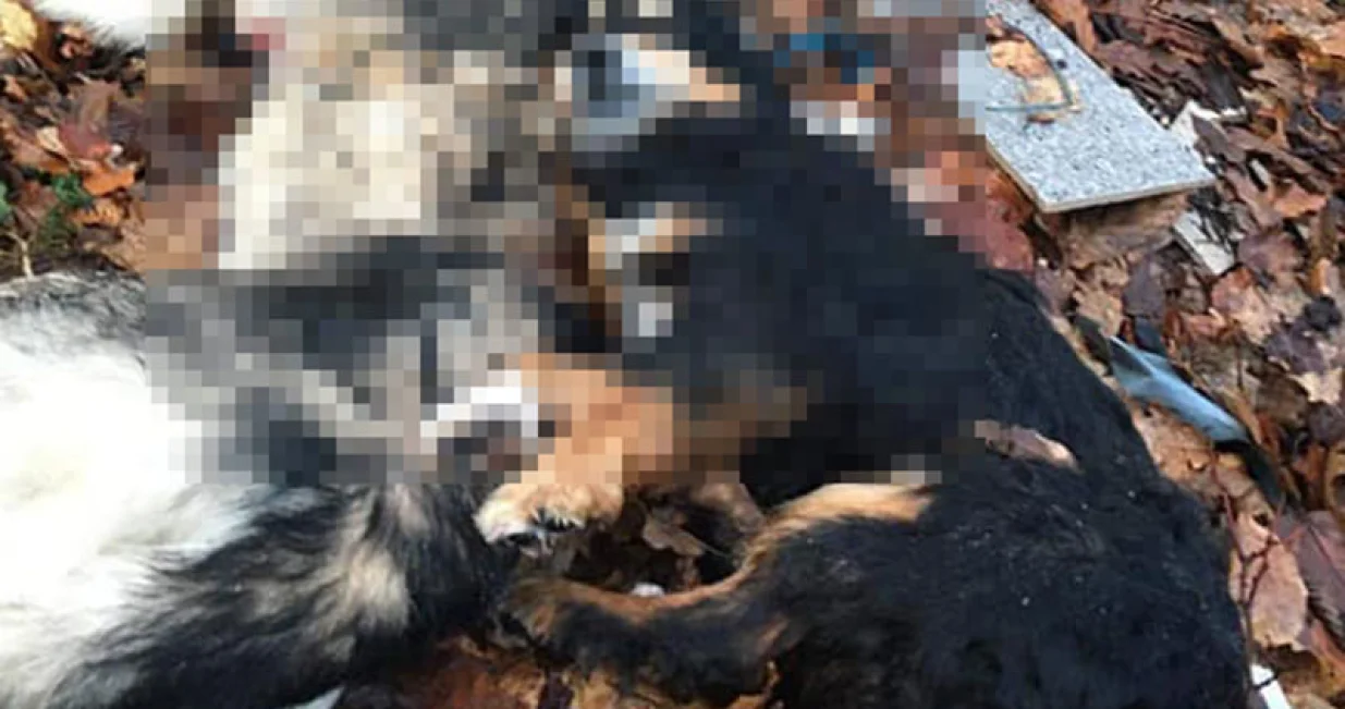 Ubijanje pasa koje vrše lovci učestala su pojava u mnogim gradovima BiH, ističu u udruženjima