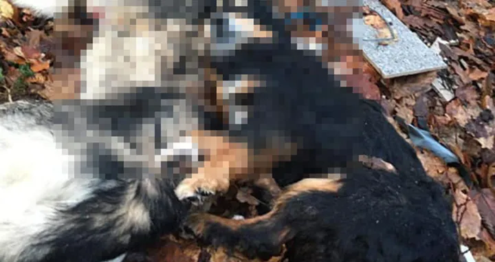 Ubistvo psa umjesto članarine