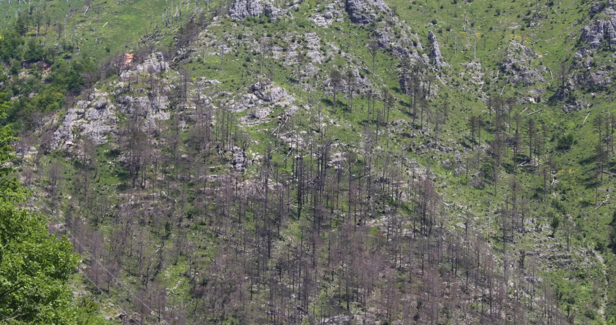 U požarima je stradala munika
