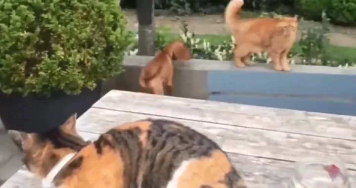 (VIDEO) Mačka koja brani psa od druge mačke postala je hit na internetu