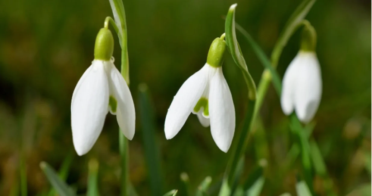 Zabranjeno branje visibaba/
