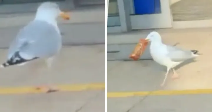 Galeb sa "plijenom"/