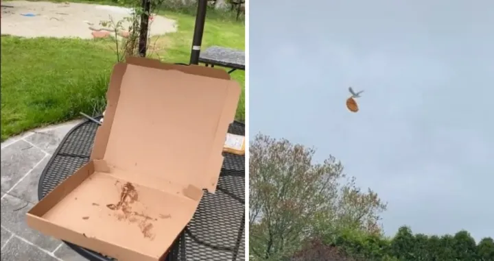 Galeb sa pizzom/ TikTok/