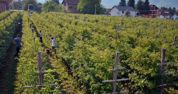 Bratunac - berba malina/Миро Пејић