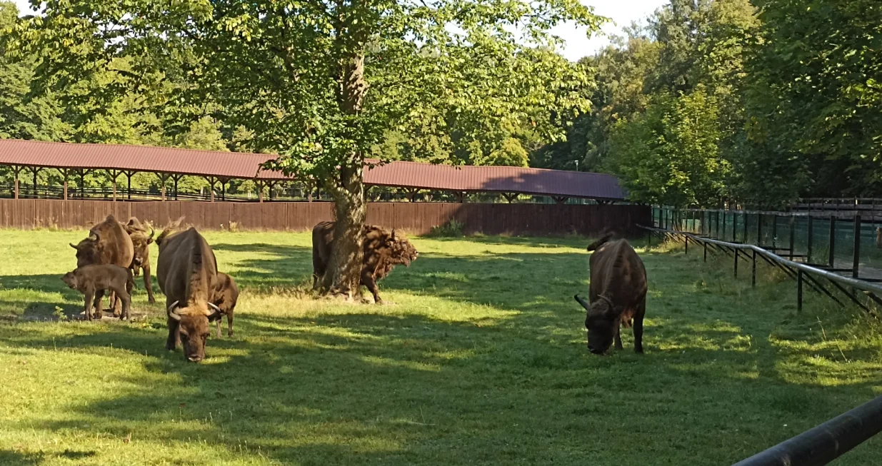 Rezerwat Žubr&ograve;w Bialowieža/