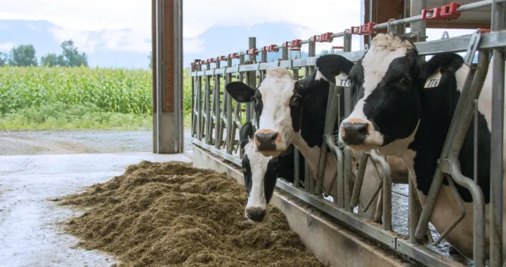 Poljoprivreda - krave/