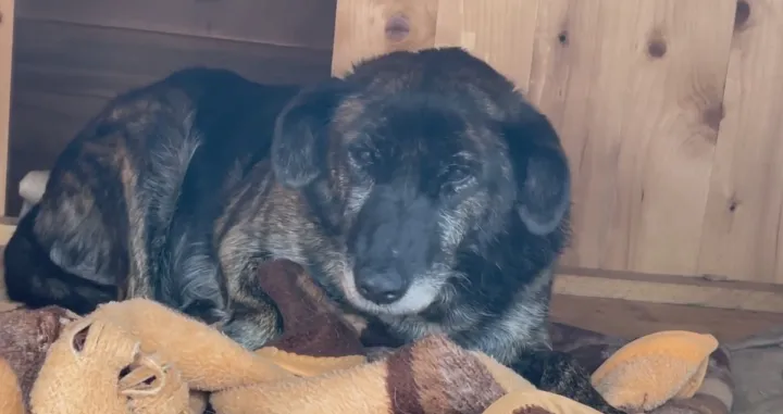 Upla&scaron;eni pas/ Screenshot/