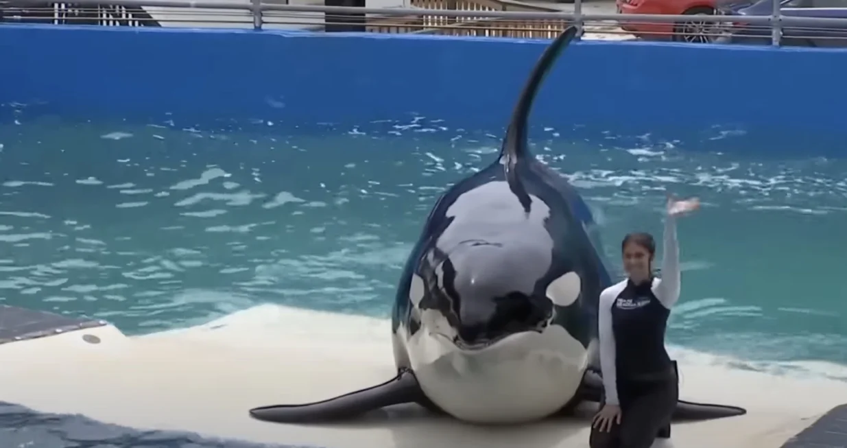 Lolita se vraća u okean/ YouTube/