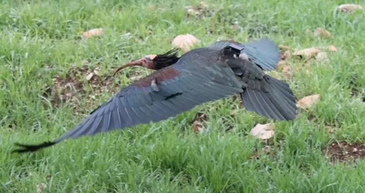Ženka ćelavog ibisa/