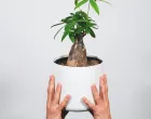 biljke, cvijeće/Unsplash