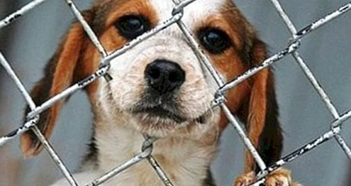 NAsilje nad životinjama<br>/