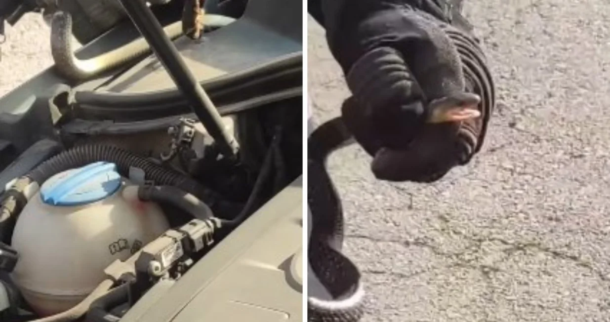 Nesvakidašnji prizor/ Facebook/