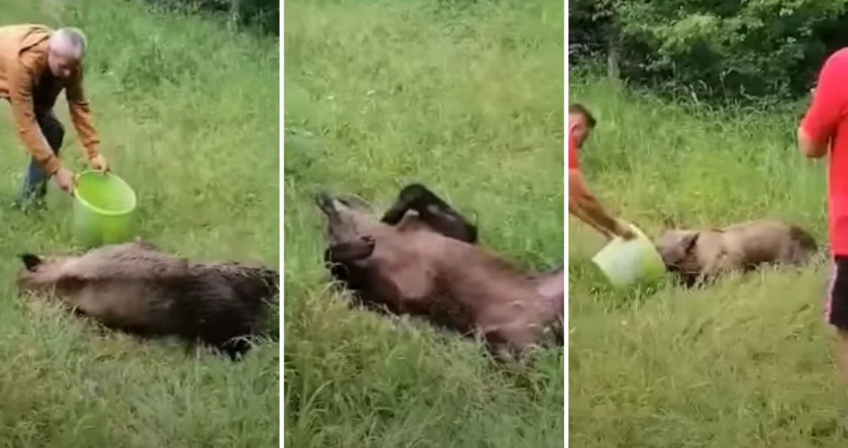 Medvjedica iz Jajca/Screenshot/