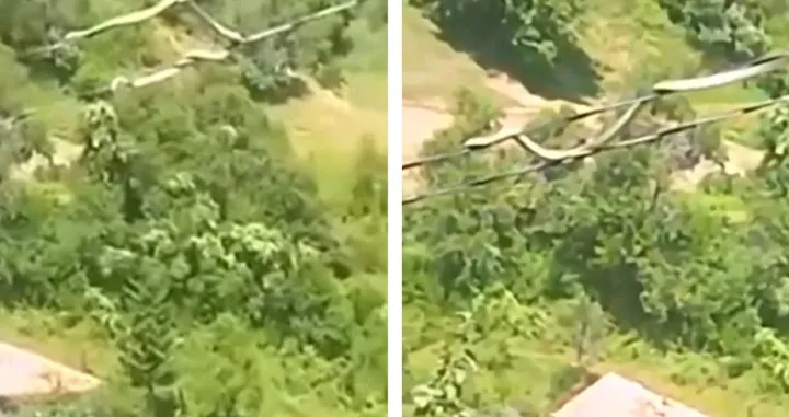 Koža zmija slabo provodi struju, tvrdi Vuković/