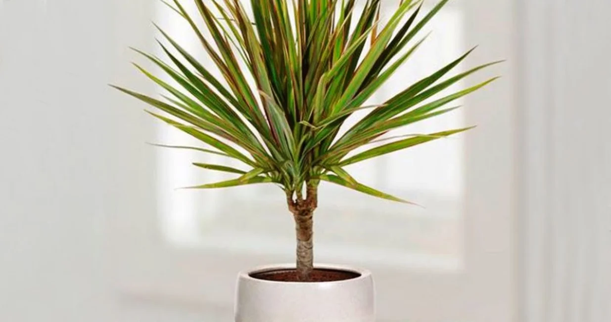 dracena cvijet/