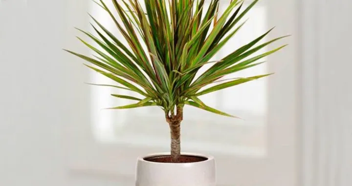 dracena cvijet/