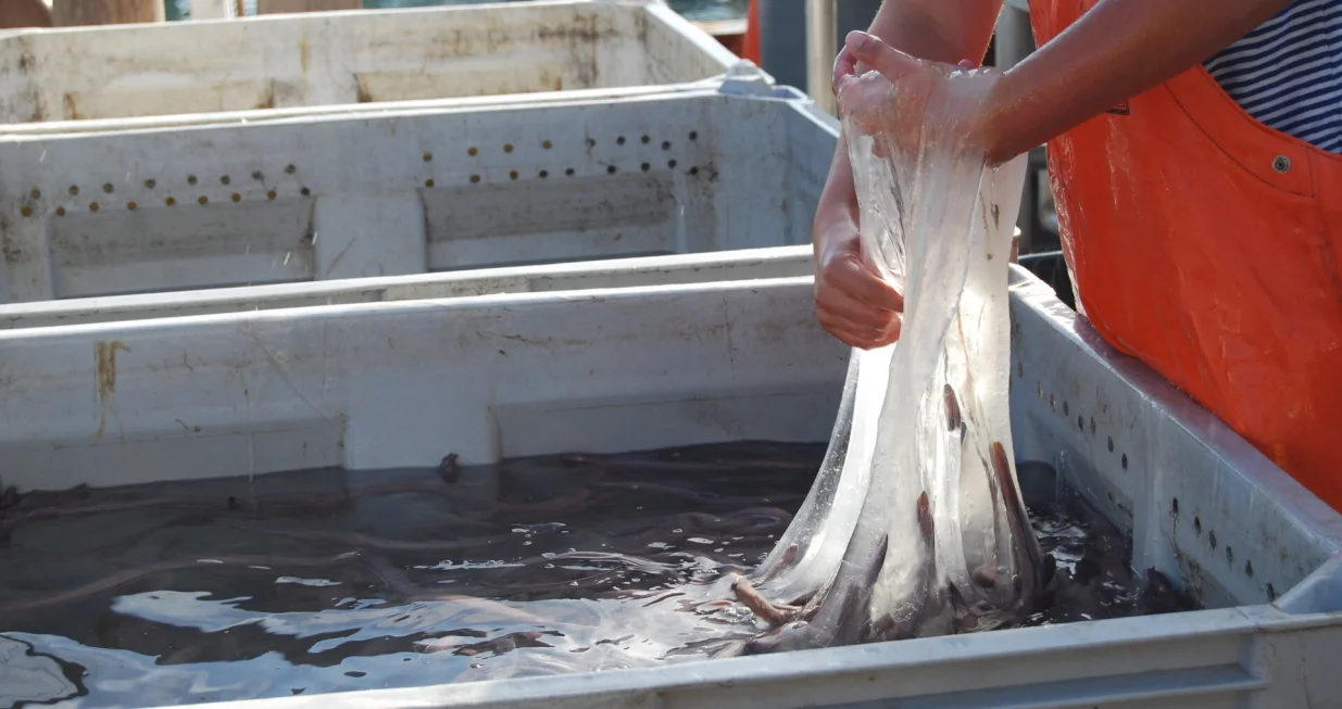 Sluz ove ribe ima svojstva slična kevlaru/Flickr//