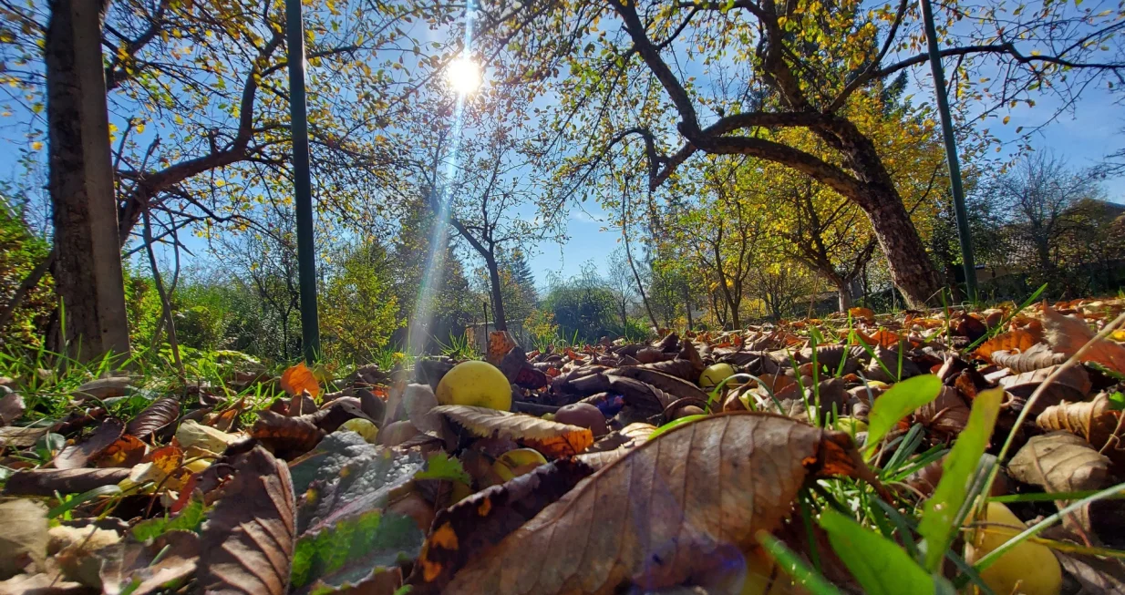 / Lejla Sofradžija/