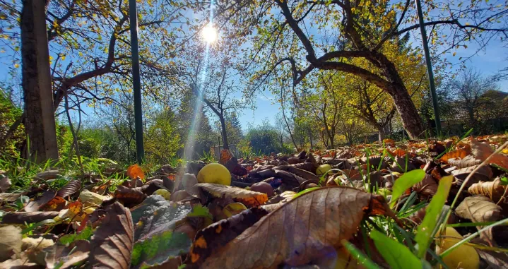 / Lejla Sofradžija/