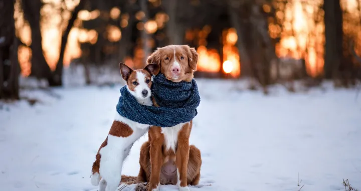 psi ljubimci zima<br>Wags to Wiskers Pet Supplies/