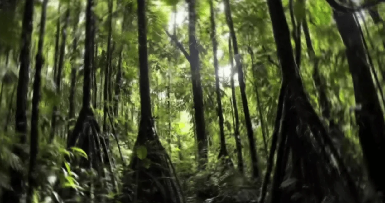 &scaron;uma stablo hodajuće drvo korijen/