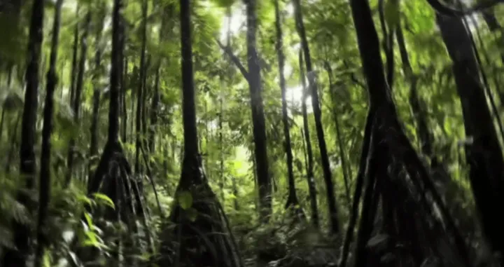 &scaron;uma stablo hodajuće drvo korijen/