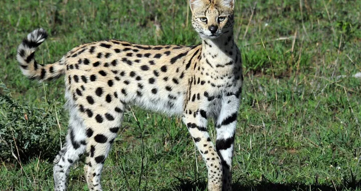 Serval/ Wikimedia Commons/