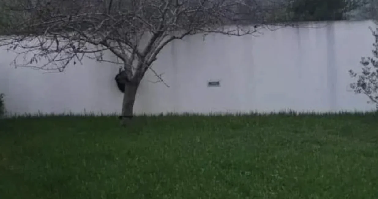 Šta vi vidite?/