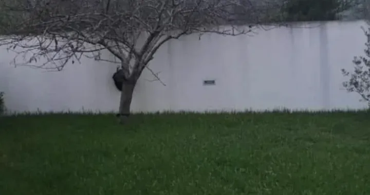 Šta vi vidite?/