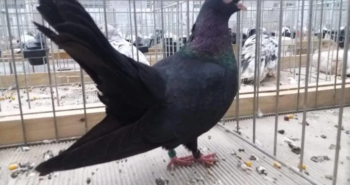 Zenički prevrtač - priznanje za ljude koji su dugo raduili na ovoj rasi goluba/Uusg Zenica 1956