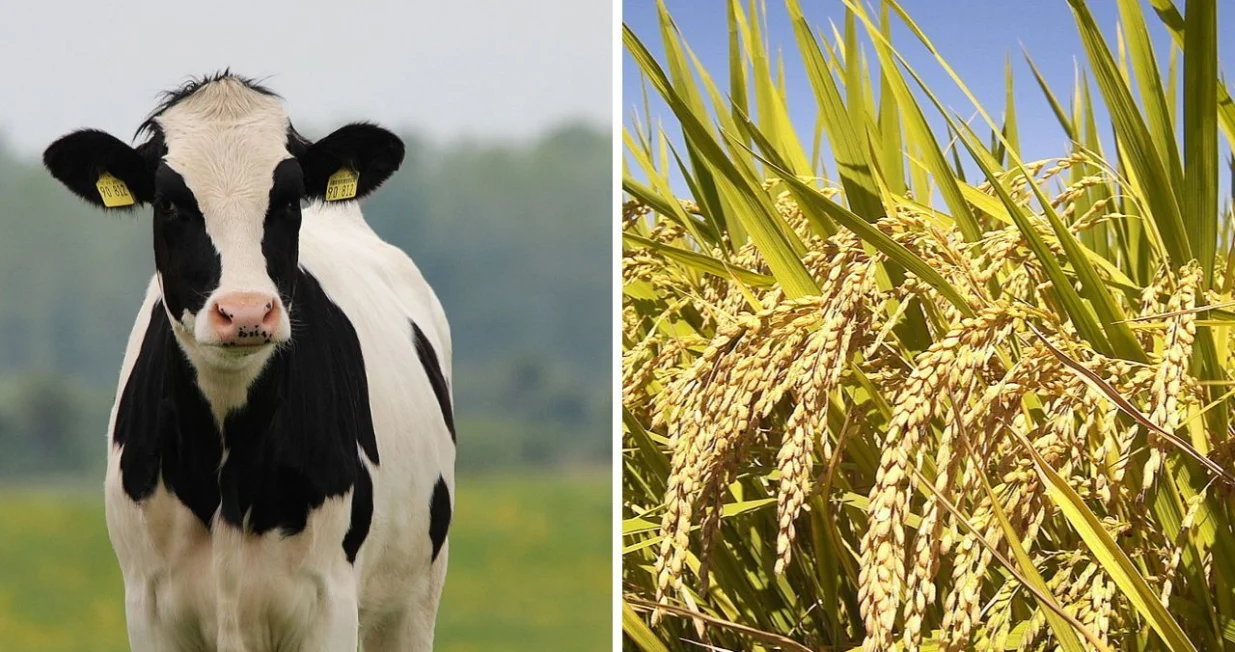 Napravljen hibrid riže i govedine/ Wikimedia/Amir9937