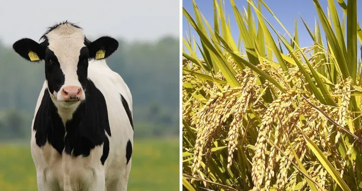 Napravljen hibrid riže i govedine/ Wikimedia/Amir9937