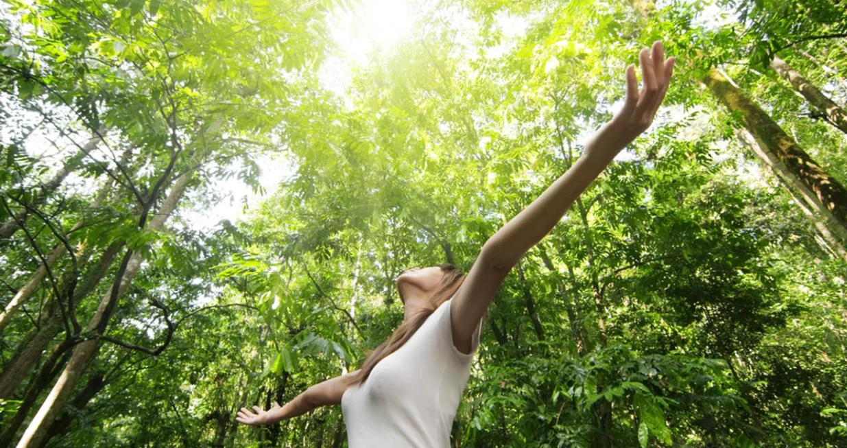 priroda stabla šuma boravak u prirodi zdravlje/