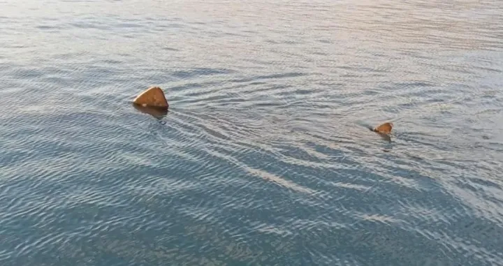 golema morska psina jadransko more/