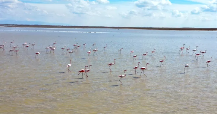 Flamingosi na jezeru Tuz/Anadolija/
