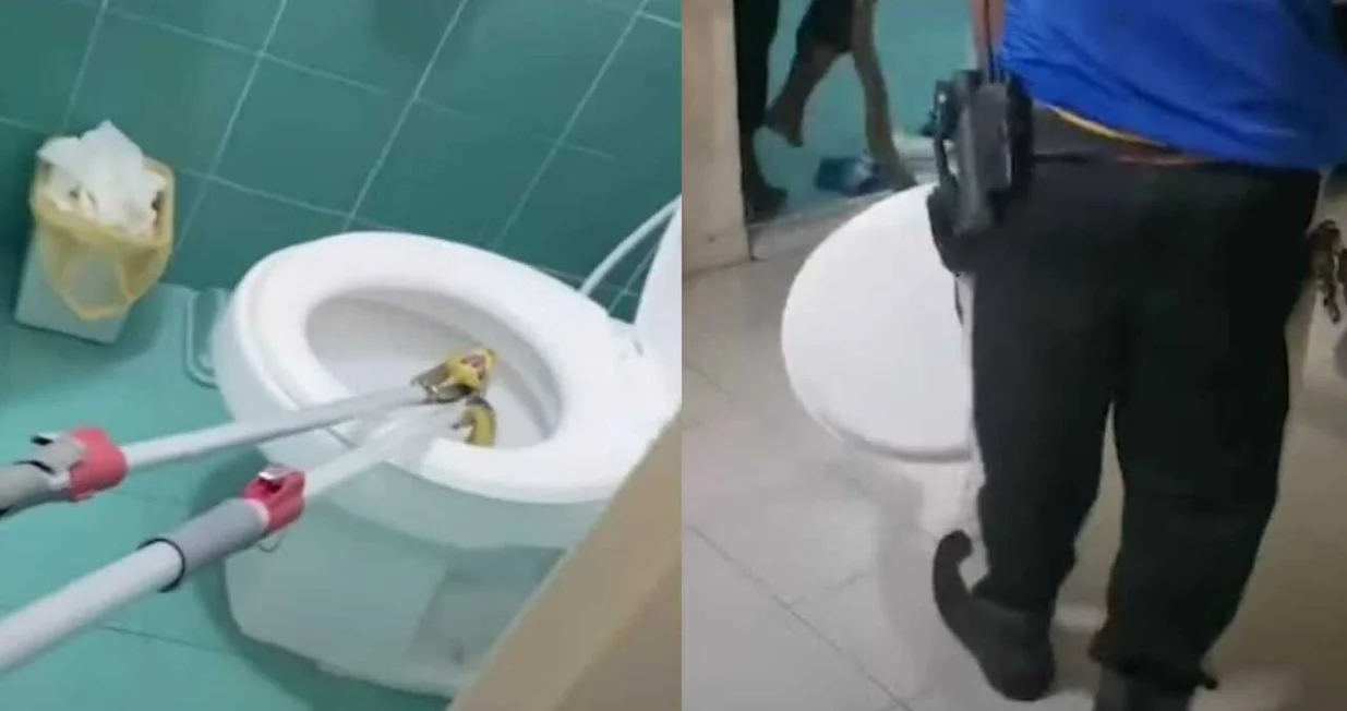 wc šolja tajland piton zmija/
