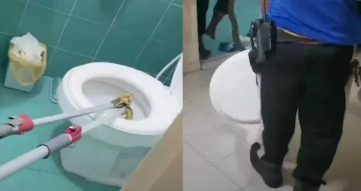 wc šolja tajland piton zmija/