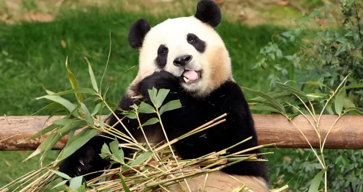 Fu Bao/X.com/