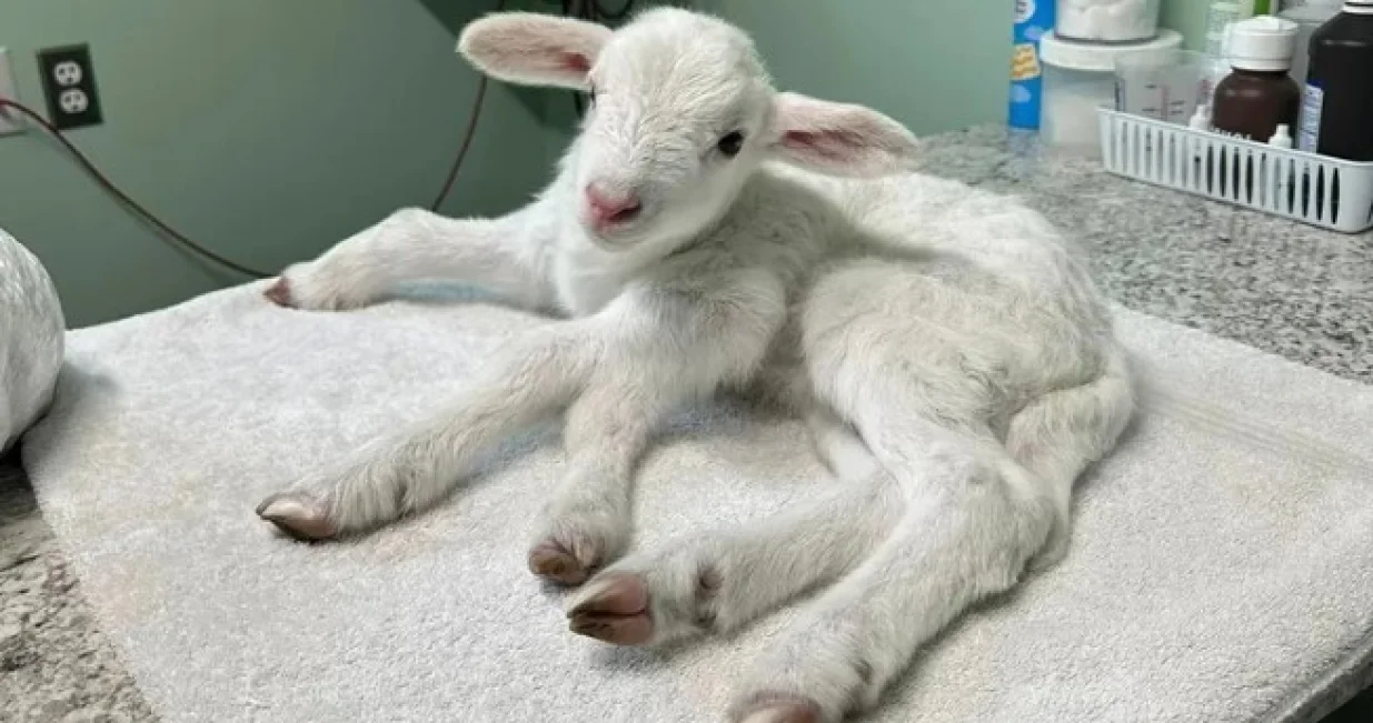 Janje sa pet nogu, Spired-Lamb/Fox5