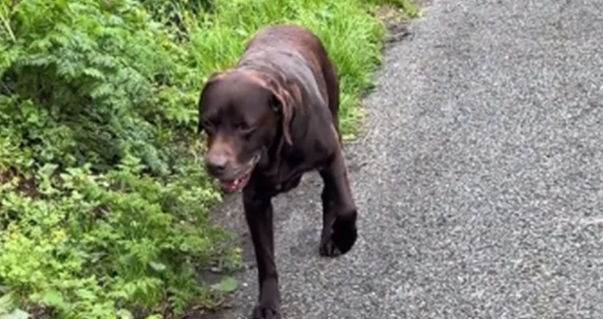 Labrador glumi da ga boli šapa da bi izbjegao šetnju: "Holivud ga zove"/Tiktok/freelance_amy
