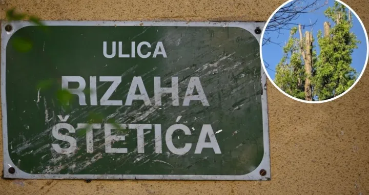 Šta će biti sa zaštićenim jablanom?//