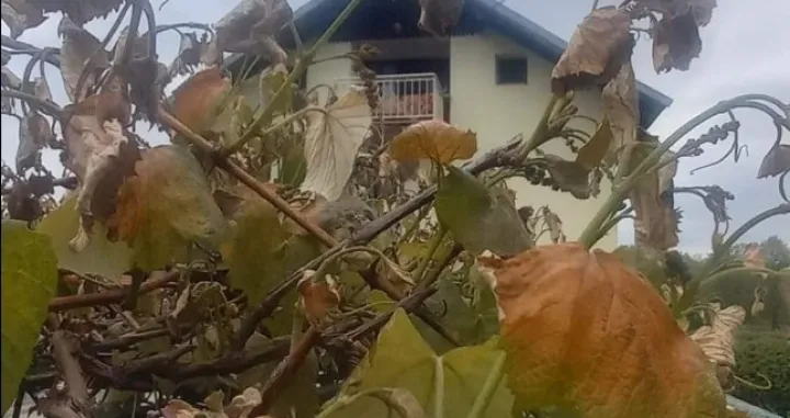 Uni&scaron;teni zasadi u Kozarskoj Dubici/Radio Kozarska Dubica/